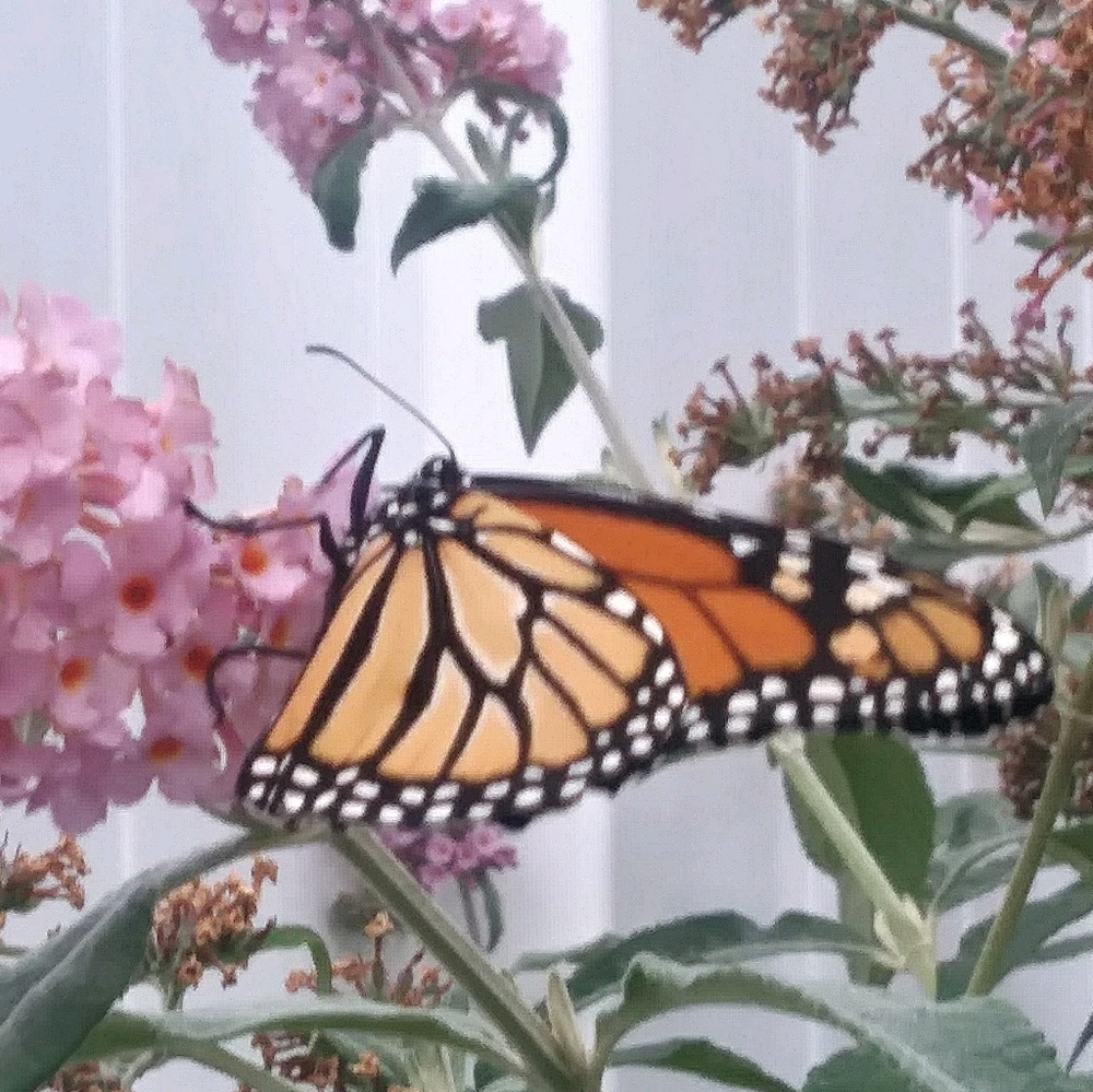 Meet your Posher, Vanessa